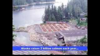 Alaska salmon farming [upl. by Arrik]