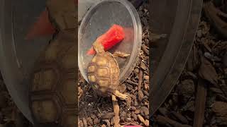 sulcata watermelon turtle [upl. by Angeline]