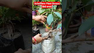 ScheffleraUmbrella Plant की बोंसाइ कैसे बना सकते हैंshort [upl. by Ati581]