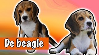 IK WIL EEN BEAGLE  DierenpraatTV [upl. by Ardie]