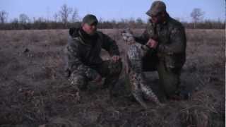 MFK Game Calls Predator Hunting Series quotThe Beginningquot Bobcat Hunt Using Bird Distress S1E8 [upl. by Modestia]