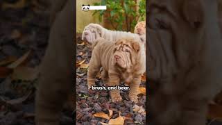 Fascinating Facts about the Chinese Shar Pei [upl. by Morven]