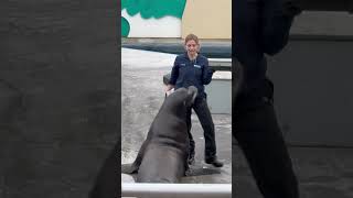 Sea Lion Show Part 2 New York Aquarium [upl. by Atikat]