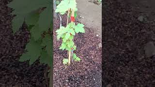 En desarrollo plantas flypツ viralvideo garden nature uvas yoveoelmundodelcampo beautiful [upl. by Lucia808]