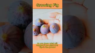 How To Growing Figs  Planting a Fig howto [upl. by Sakul]