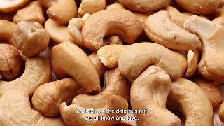 How Cashews Grow on Cashew Apples [upl. by Niggem]