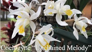 Coelogyne “ Unchained Melody “ orchid and care tips [upl. by Ayekahs]