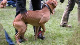 american pitbull terrier  dog show 2004 [upl. by Constantino]