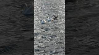 Gorgeous Geese Honk with Happiness While Floating by City Skyline at Lake Eola Park Orlando [upl. by Luke]