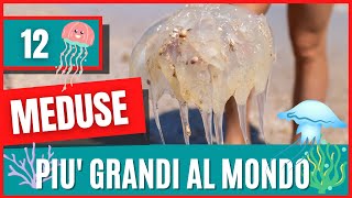 12 Meduse piu grandi al mondo  Meduse pericolose documentario  Medusa gigante e bellissima [upl. by Ytirahc539]