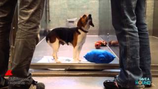 Adottare un cane il commovente video di Save A Hound [upl. by Columbyne]