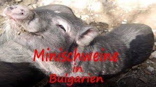 Minischweine als neue Mitbewohner [upl. by Leta]