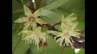 大葉山欖  Palaquium Formosanum Hayata [upl. by Jamnes957]