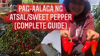 Sweet Pepper Atsal Farming Guide  Fertilization to Pest Control from Planting to Harvest [upl. by Ttegdirb]