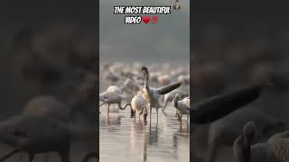 Tune and theme and nature beauty♥️💯 trending wildlifephotography nature wildlife photography [upl. by Aeresed]