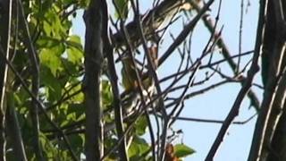 GoldCrowned Warblers Varied Song05May2010wmv [upl. by Mcmath]