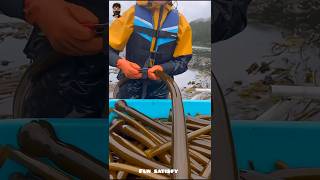 This is edible Algae Kelp facts shorts [upl. by Arikihs179]