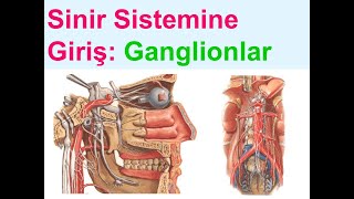 Sinir Sistemine Giriş Ganglionlar ganglion oticum ciliare pterygopalatinum coeliacum YAYDAR [upl. by Dragelin]