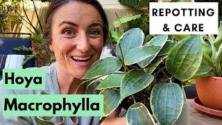 Hoya Macrophylla Variegata  Repotting and Care [upl. by Handler480]