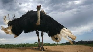 Biggest Bird Ostrich Ever [upl. by Kirshbaum265]