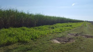 Manejo Integrado de Plagas en los Cultivos de la Caña de Azúcar  Campo Agropecuario [upl. by Rye]