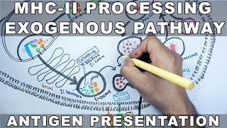 Exogenous Pathway of Antigen Presentation  MHC II Processing [upl. by Eelanej]