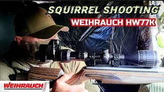 SQUIRREL SHOOTING with the WEIHRAUCH HW77K [upl. by Newton487]