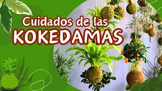 KOKEDAMAS Guía completa para mantenerlas saludables y hermosas [upl. by Aidnahs]