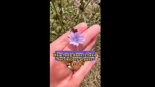 How long does it take for chicory plants to grow  shortsvideo [upl. by Aidaas]