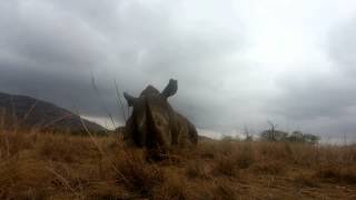 Waking up rough in the Pilanesberg National Park [upl. by Enyehc662]