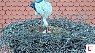 Storchennest Markt Langquaid  Erstes Küken ist geschlüpft und eins unterwegs  21042024 [upl. by Ferree525]