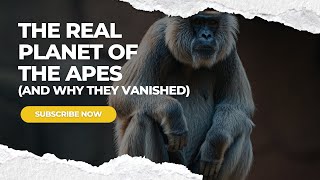 The REAL Planet of the Apes And Why They Vanished [upl. by Lovich477]