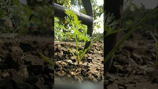 The carrot plants have grown so big nature farming carrot shorts [upl. by Siulesoj]