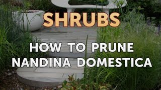 How to Prune Nandina Domestica [upl. by Annemarie]