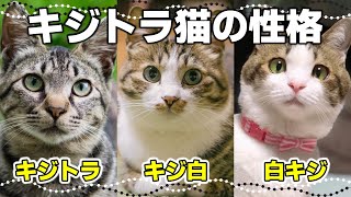 【キジトラの真実】キジトラ猫・キジ白猫の特徴は？白の割合と性格の違い [upl. by Idyh333]