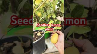 Seedless lemon trending gardenparadise fruit trendingshorts garden fruitgarden [upl. by Rosemarie]