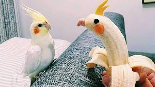 The Worlds Funniest Parrots That Will Have You Rolling with Laughter 😅 [upl. by Ineslta804]