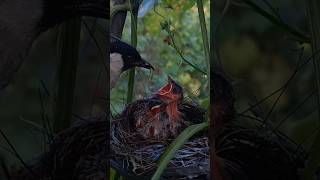 food for baby finches [upl. by Marka490]