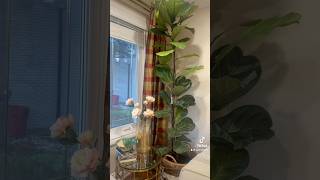 Giant fig leaf plant in the living room room [upl. by Paley103]