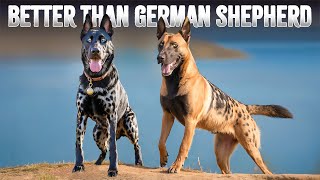 10 Dog Breeds Better Than German Shepherds [upl. by Scarrow]