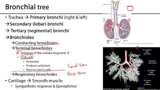 Respiratory  Bronchial Tree [upl. by Mandal153]