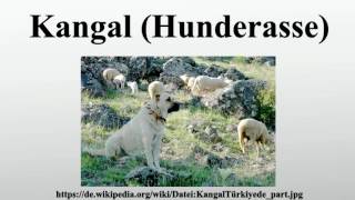 Kangal Hunderasse [upl. by Rufus]