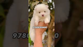 pets kennelclubofindia artmusic puppy petartist musicgenre doglover kennelclub musicremix [upl. by Jesselyn]