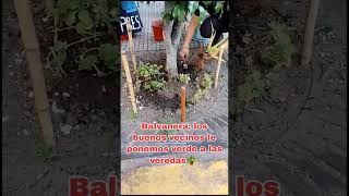 Balvanera Los buenos vecinos estamos plantando verde en los canteros de la zona recuperada [upl. by Atiuqa]