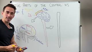 Overview of the Central Nervous System CNS [upl. by Naashom848]