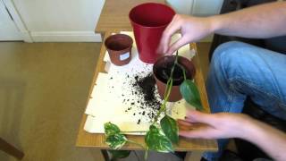 How To Repot A Pothos Vine [upl. by Aisirtap118]