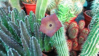 My Hoodia gordonii Succulent Plant in beautiful Flower [upl. by Ami174]