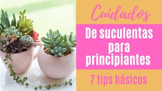 👩🏼‍🌾 Cómo cuidar tus suculentas 7 tips básicos PARA PRINCIPIANTES [upl. by Rickert607]