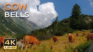 4K Mountain Cows  Cowbell Sounds  Relaxing Animals amp Nature Video  Ultra HD  2160p [upl. by Tallu]