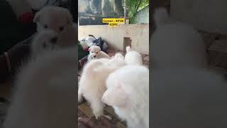 Indian Spitz puppies for sale 🐶 trending reels trendingshorts indianspitz love puppyvideos [upl. by Atirrehs180]